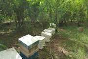 طرح پایش بیمارهای زنبور عسل توسط شبکه دامپزشکی شهرستان بشرویه