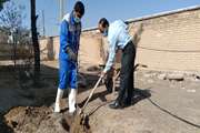 درختکاری با درختان مثمر در شبکه دامپزشکی درمیان