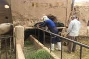 آغاز واکسیناسیون رایگان دامهای سنگین روستایی و عشایری علیه تب برفکی در شهرستان طبس 