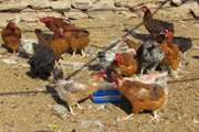 آغاز طرح واکسیناسیون رایگان طیور بومی علیه بیماری نیوکاسل با واکسن مقاوم به حرارت  