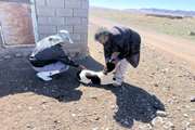 تعداد 580 قلاده سگ در شهرستان فردوس در برابر بیماری هاری ایمن‌سازی شدند