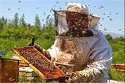 زنبورداران مراقب مسمومیت های ناشی از سمپاشی باغات باشند
