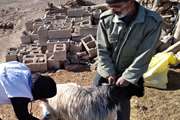 اردوی جهادی در روستای سورگ با حضور قرارگاه محرومیت زدائی شبکه دامپزشکی قاینات