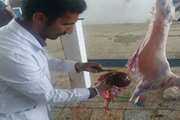نظارت بهداشتی دامپزشکی نهبندان بر لاشه 325 دام قربانی در عید قربان