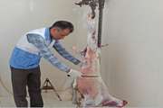 نظارت شبکه دامپزشکی زیرکوه بر لاشه ۱۴۷ راس دام قربانی در عید قربان