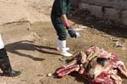 حذف و معدوم سازی لاشه ی یک راس گاو در کشتارگاه دام طبس