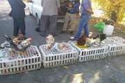 ممنوعیت عرضه مرغ زنده و بوقلمون پرورشی در بازارهای محلی و معابر