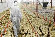 نظارت بر بیش از6 میلیون قطعه جوجه ریزی در واحدهای پرورش مرغ گوشتی 