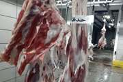 حذف لاشه شتر در کشتارگاه صنعتی خوسف