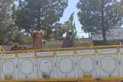 صدور گواهی حمل بهداشتی جهت حمل  5 هزار رأس دام سبک توسط شبکه دامپزشکی سربیشه