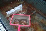 نظارت بر عرضه ماهی قرمز توسط شبکه دامپزشکی شهرستان بیرجند 