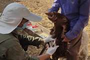 پایش سرمی عملیات واکسیناسیون علیه بیماری بروسلوز(تب مالت) در شهرستان بشرویه