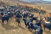 واکسیناسیون طاعون نشخوارکنندگان کوچک در شهرستان طبس