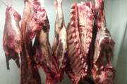 شناسایی و حذف لاشه گاو نیم تنی در کشتارگاه دام قاینات