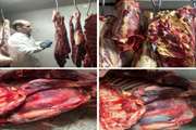 حذف لاشه ۲ رأس گاو غیر قابل مصرف انسانی در کشتارگاه دام قاینات 