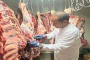 شناسایی و حذف لاشه گاو مبتلا به بیماری تیلریوز (زردی) در کشتارگاه دام قاینات