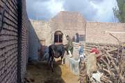 اول بهمن ماه زمان آغاز فاز دوم طرح سراسری واکسیناسیون تب برفکی در شهرستان خوسف