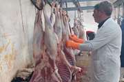 نظارت بهداشتی بر ذبح 525 رأس دام نذری در ایام محرم توسط شبکه دامپزشکی شهرستان طبس