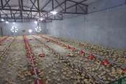 جوجه ریزی بیش از 157 هزار قطعه در واحدهای پرورش طیور گوشتی شهرستان بشرویه 