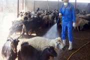 تب خونریزی دهنده کریمه کنگو چیست و هشدارهای دامپزشکی