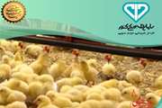 پرورش بیش از 4 میلیون جوجه ریزی با نظارت دامپزشکی در سال 1403