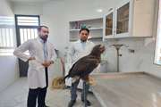 درمان یک بهله عقاب در شبکه دامپزشکی شهرستان سربیشه