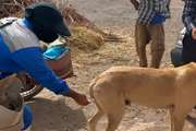 ایمن سازی سگ‌ها؛ اولین قدم در کنترل و پیشگیری از بیماری هاری در شهرستان بشرویه