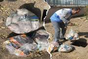 حذف و معدوم سازی 46 کیلوگرم مرغ و ماهی فاقد مصرف انسانی در قاینات