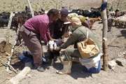 آغاز  طرح واکسیناسیون طاعون نشخوارکنندگان کوچک  در شهرستان  نهبندان