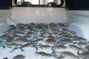  70 عدد خرچنگ در تور بازرسان واحد نظارت دامپزشکی