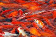 ماهی قرمز از مراکز دارای پروانه بهداشتی خریداری شود