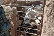 خدمات رایگان گروه جهادی دامپزشکی زیرکوه (شهید قنبری) در روستاهای این شهرستان