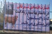  بیماری تب برفکی در کمین دامهای منطقه است