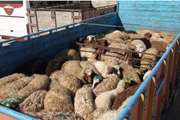 نظارت بر حمل 14000 راس دام سبک و سنگین در شهرستان سربیشه 