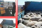 توقیف کامیونت حامل دام غیر مجاز در پست قرنطینه دامپزشکی دیهوک