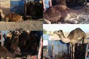 توقیف محموله شتر غیر مجازاز مبدا خوسف در مسیر دیهوک