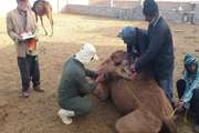 انجام آزمایش بروسلوز بیش از 3 هزار نفر شتر در نهبندان 