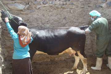 تشخیص ابستنی