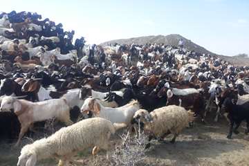 گوشه ای از فعالیت های دامپزشکی استان در سیل استان سیستان و بلوچستان