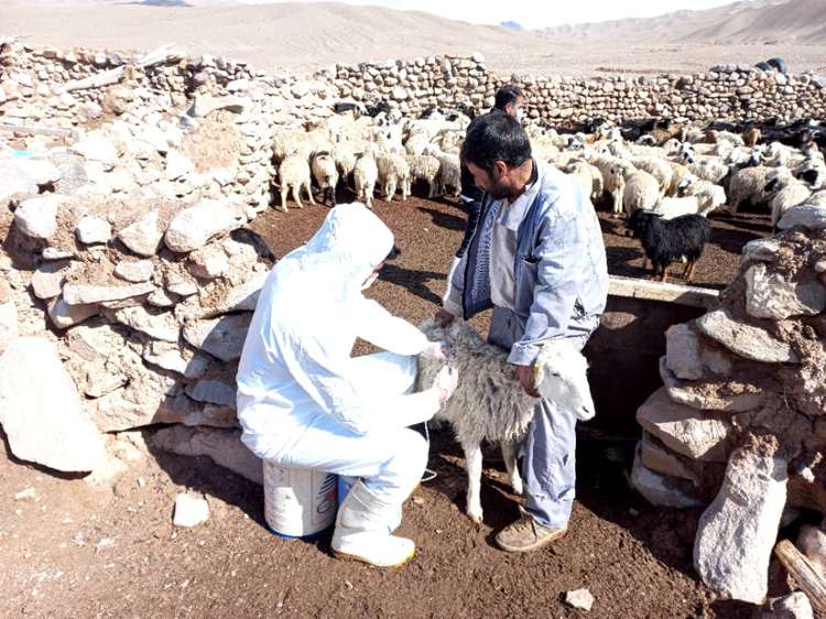 شروع مرحله دوم واکسیناسیون تب برفکی در دام های استان