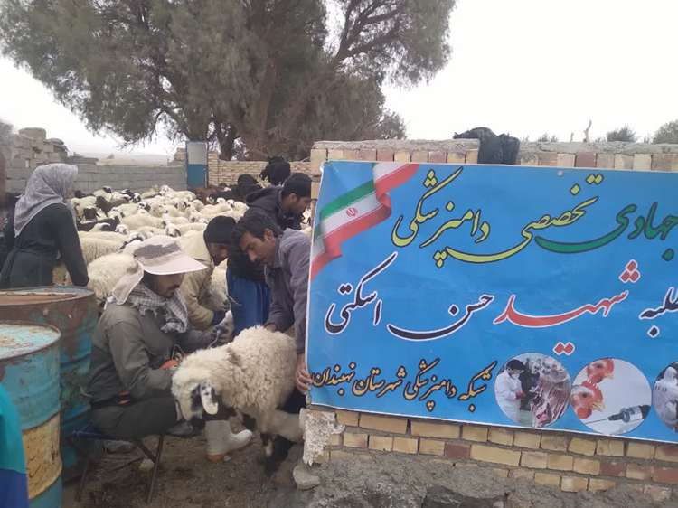 ایمن سازی بیش از 116 هزار راس دام در نهبندان علیه بیماری طاعون نشخوارکنندگان کوچک