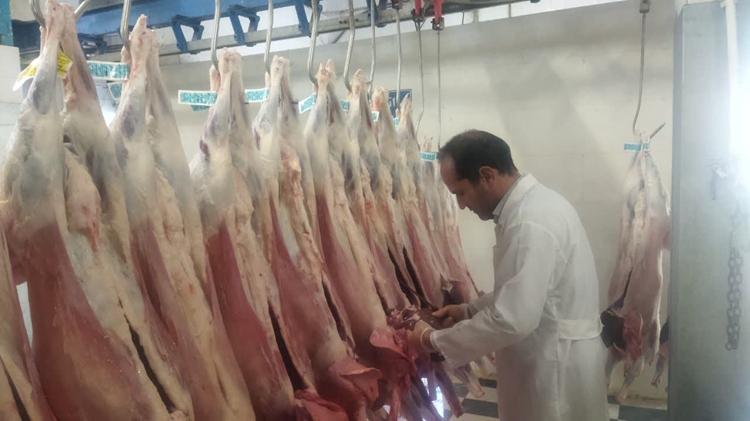 نظارت بر کشتار بیش از 5 هزار رأس دام زنده در کشتارگاه دام قاینات