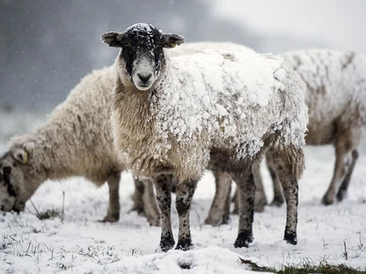هشدار شبکه دامپزشکی درمیان برای دامداران در پی کاهش دمای پیش رو در شهرستان