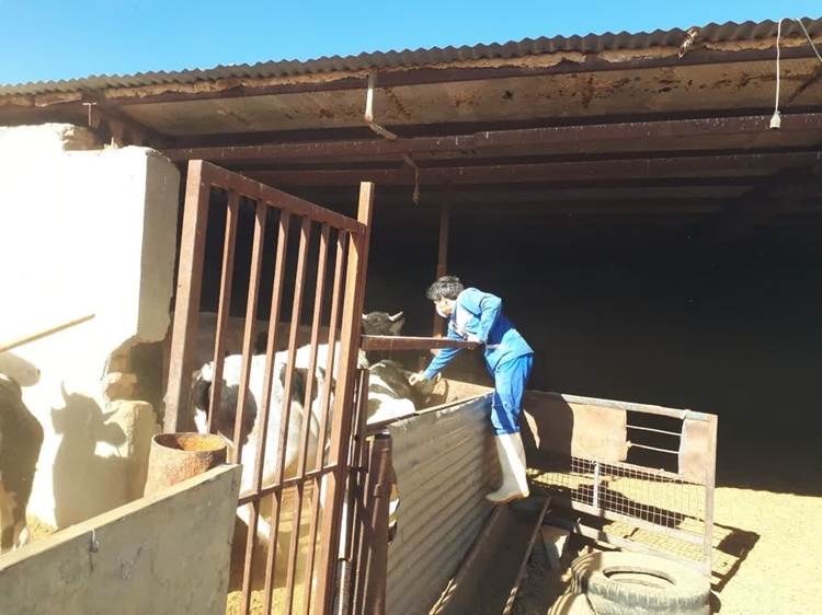 پایان طرح واکسیناسیون «لمپی اسکین» در شبکه دامپزشکی نهبندان