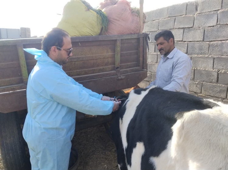 پایان طرح پایش بیماری‌های سل و بروسلوز در گاوداری‌های شهرستان نهبندان