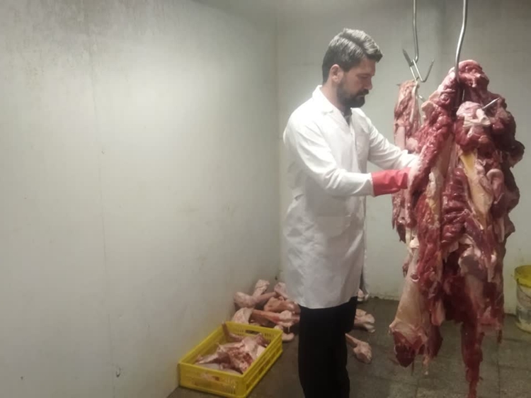 حذف لاشه شتر و گوسفند فاقد مصرف انسانی در کشتارگاه دام قاینات