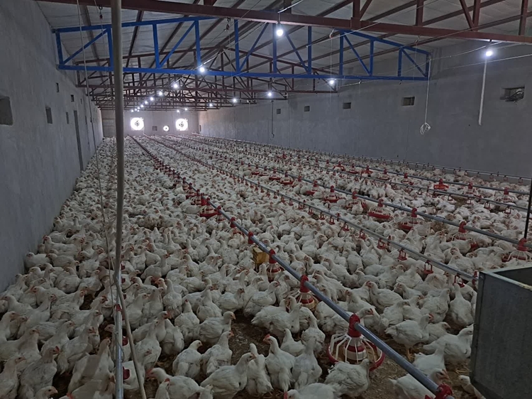 جوجه ریزی بیش از 440 هزار قطعه در واحدهای پرورش طیور گوشتی شهرستان بشرویه     