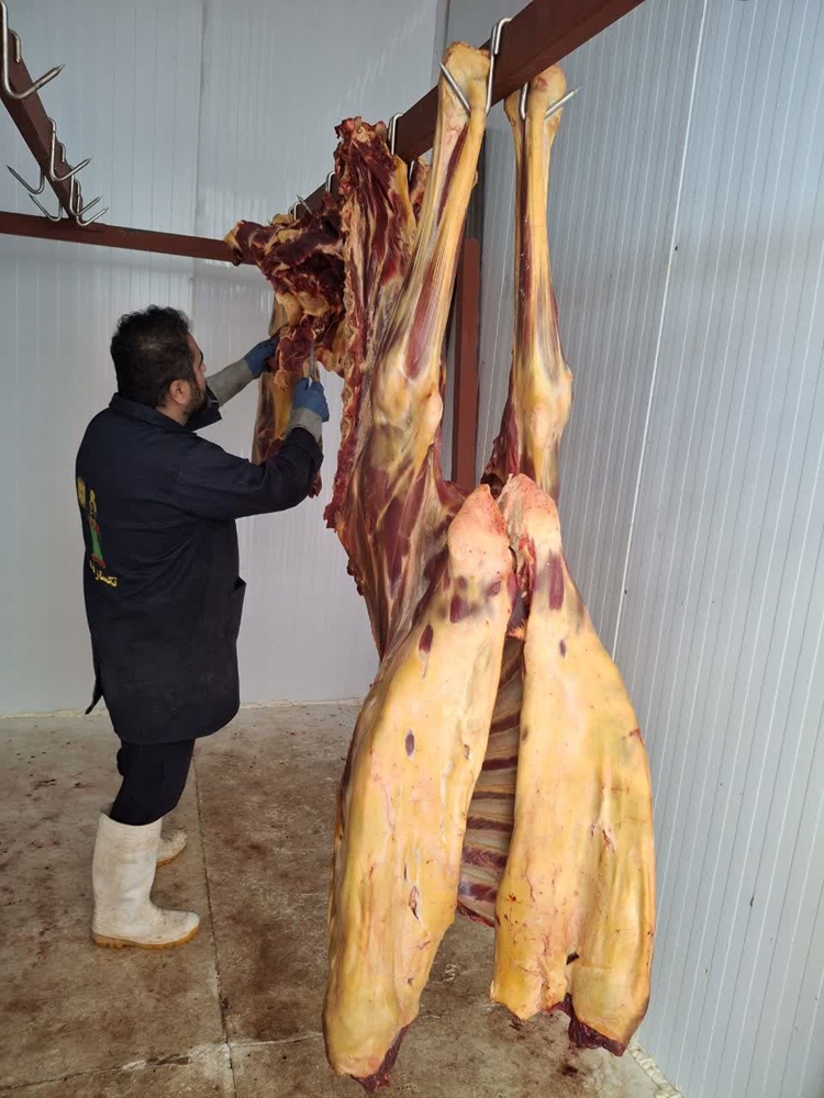 حذف لاشه یک نفر شتر مبتلا به تیلریوز (زردی) در نهبندان