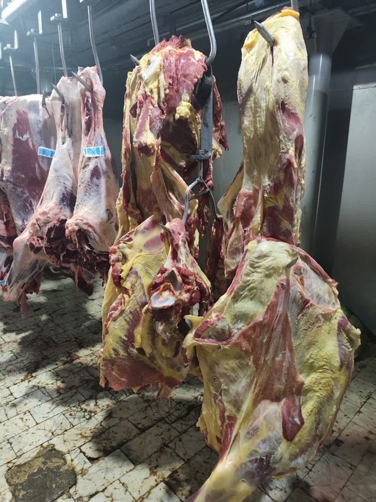 حذف و معدوم سازی لاشه گاو مبتلا به تیلریوز (زردی) در کشتارگاه دام بیرجند