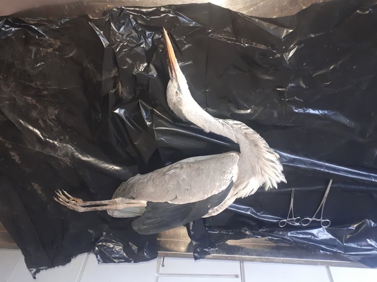 کالبدگشایی یک قطعه حواصیل در شبکه دامپزشکی نهبندان